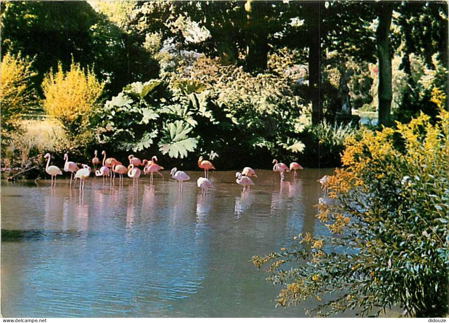 76 - Clères - Parc Zoologique De Clères - Flanants Roses Et Rouges - Carte Neuve - CPM - Voir Scans Recto-Verso - Clères