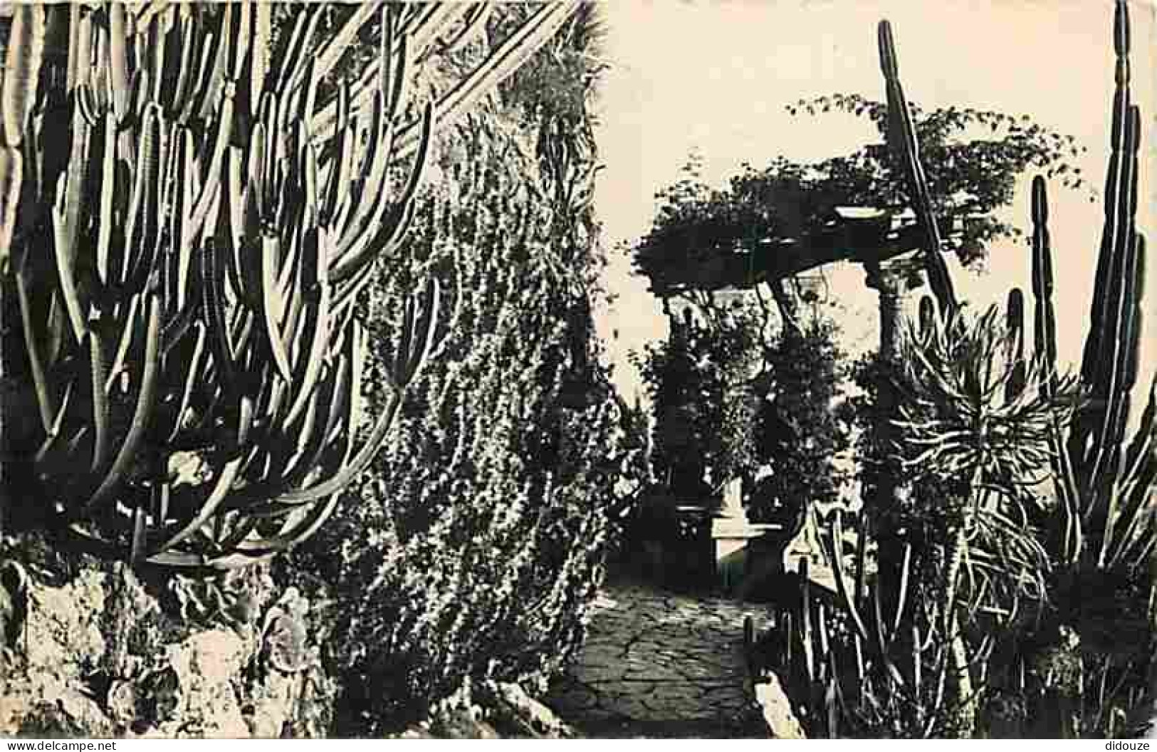 Monaco - Le Jardin Exotique - CPM - Voir Scans Recto-Verso - Exotischer Garten