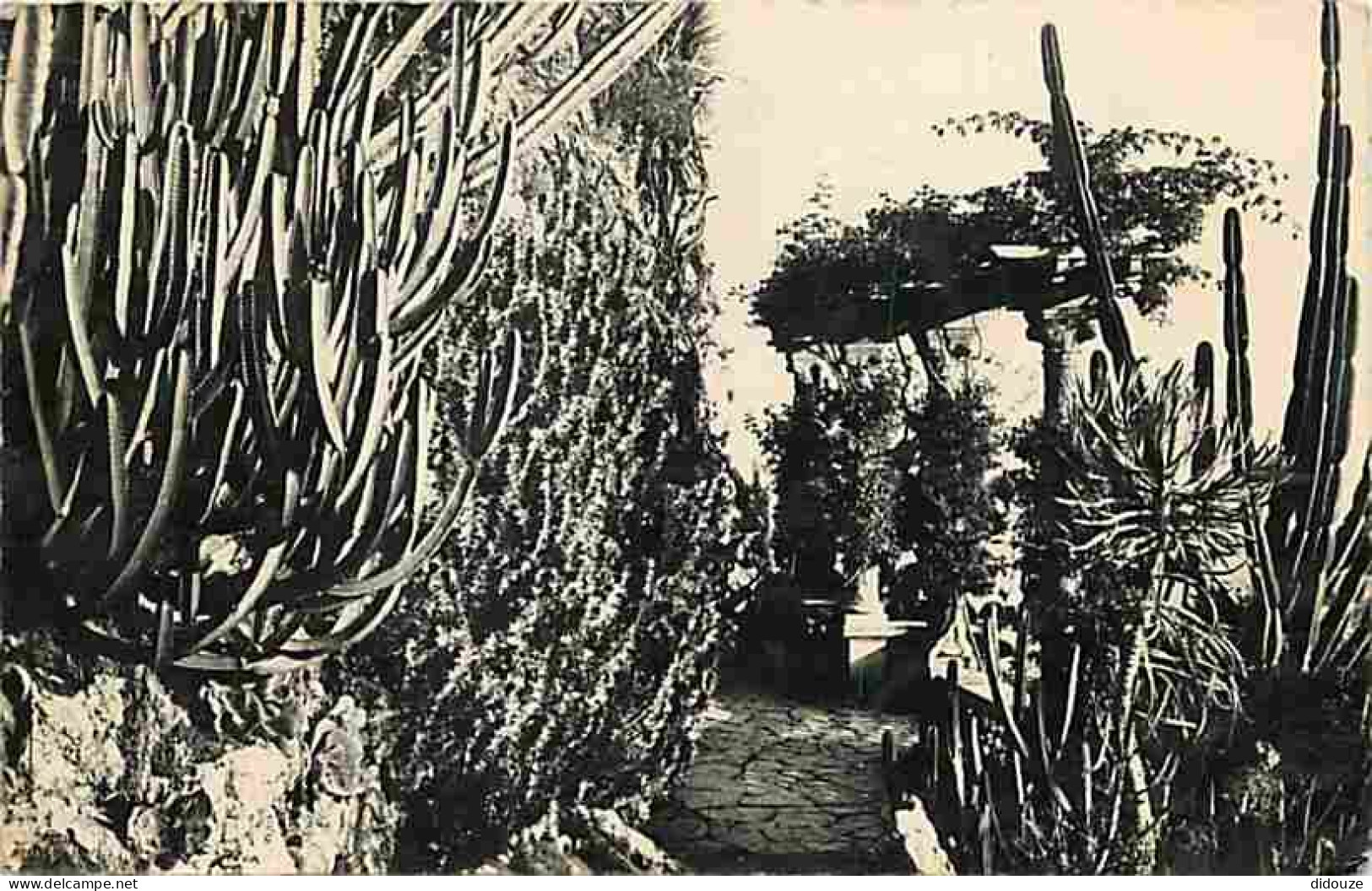 Monaco - Le Jardin Exotique - CPM - Voir Scans Recto-Verso - Exotic Garden