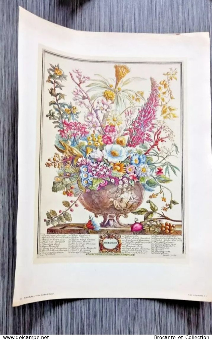 Gravures Florales du XIX siècle - Impression D'art Vintage Fleurs - 12 mois