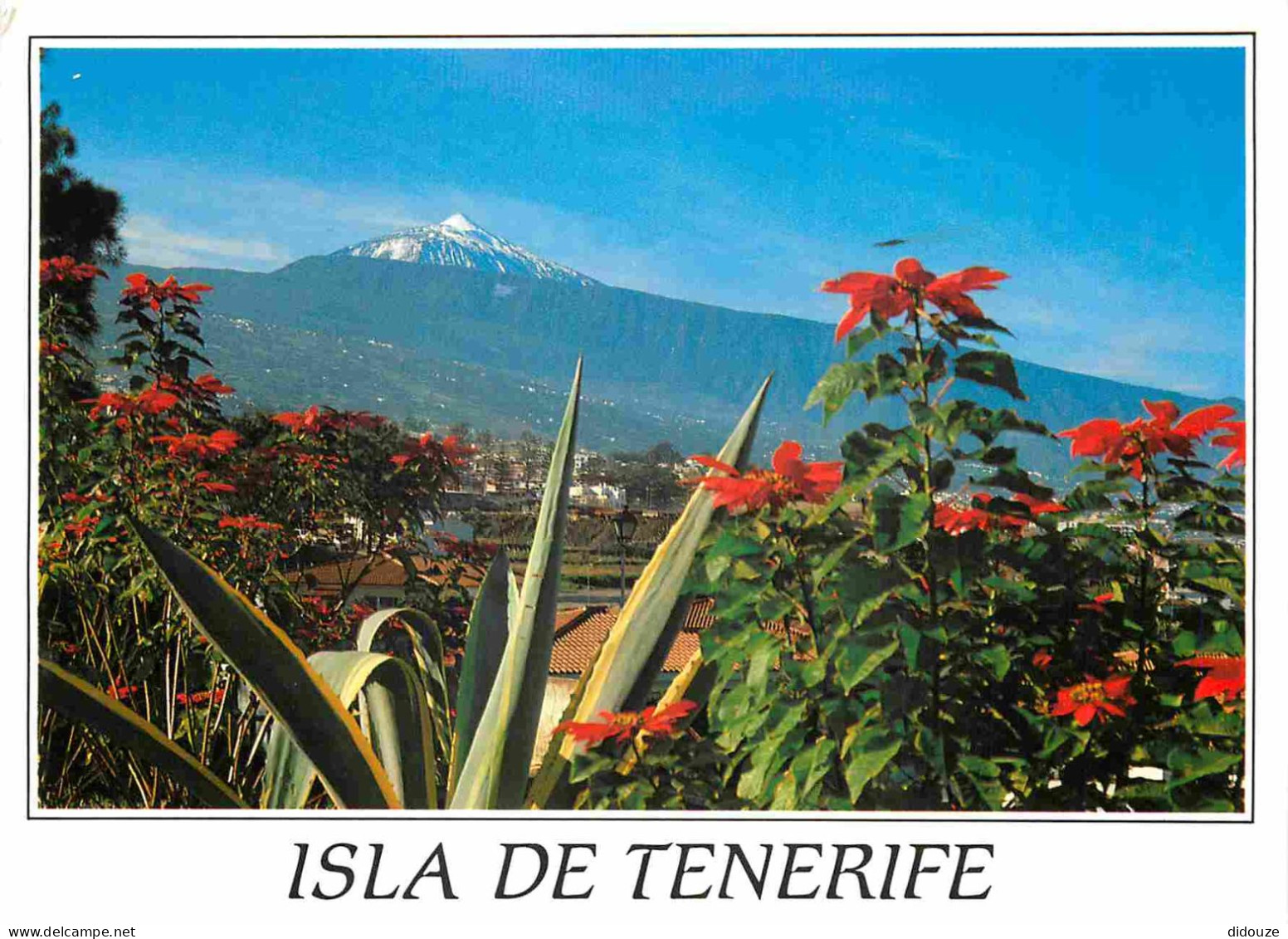 Espagne - Espana - Islas Canarias - Tenerife - Valle De La Orotava - Fleurs - CPM - Voir Scans Recto-Verso - Tenerife