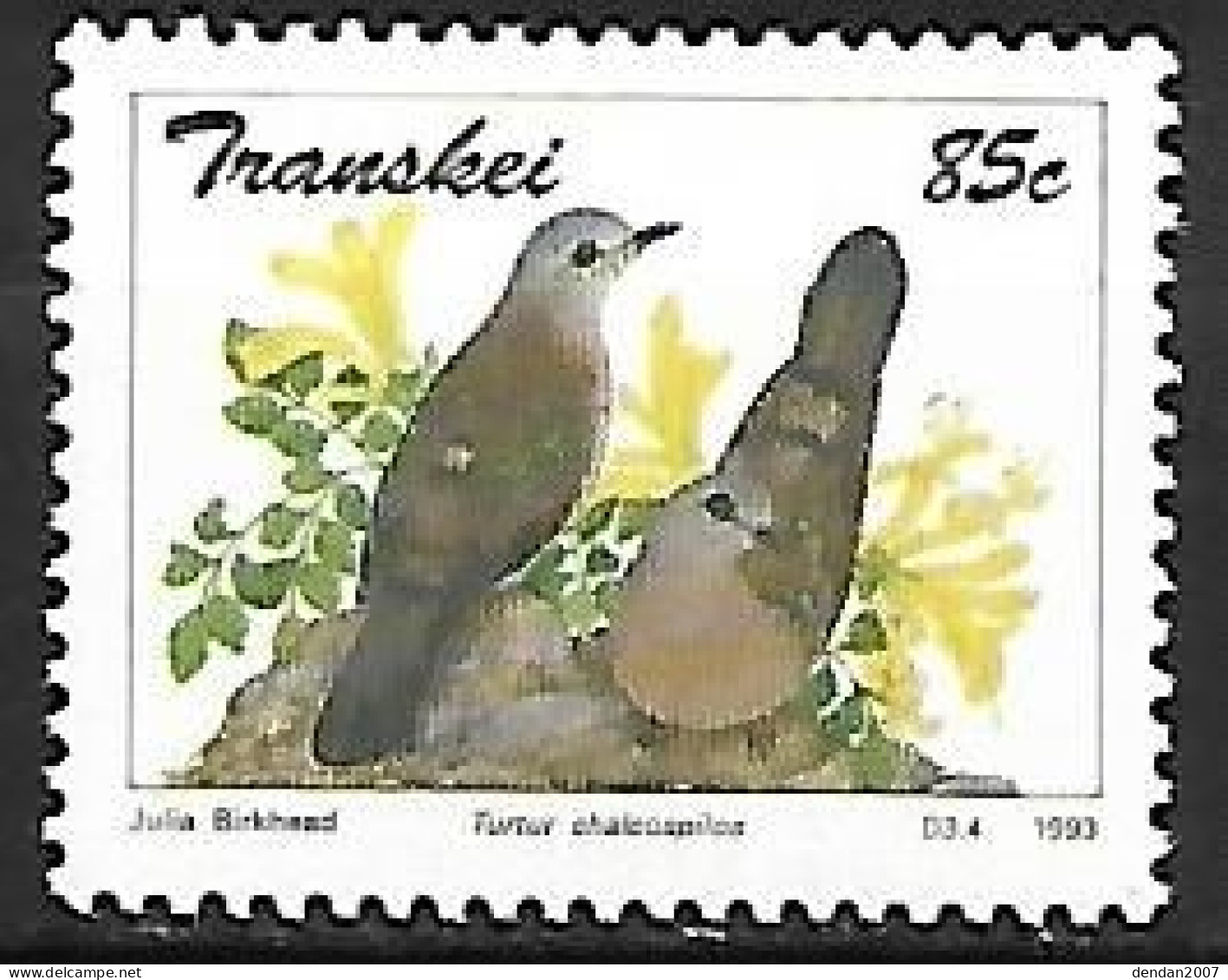 Transkei (South Africa) : MNH ** 1993 :   Tambourine Dove  -  Turtur Tympanistria - Piccioni & Colombe