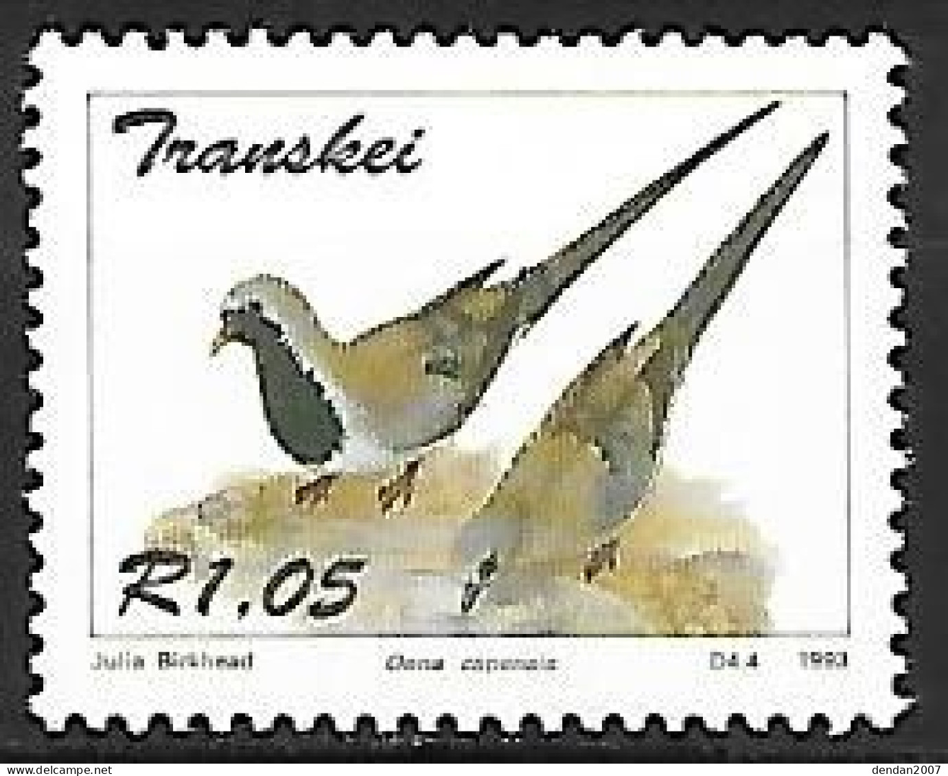 Transkei (South Africa) : MNH ** 1993 :    Namaqua Dove  -  Oena Capensis - Duiven En Duifachtigen