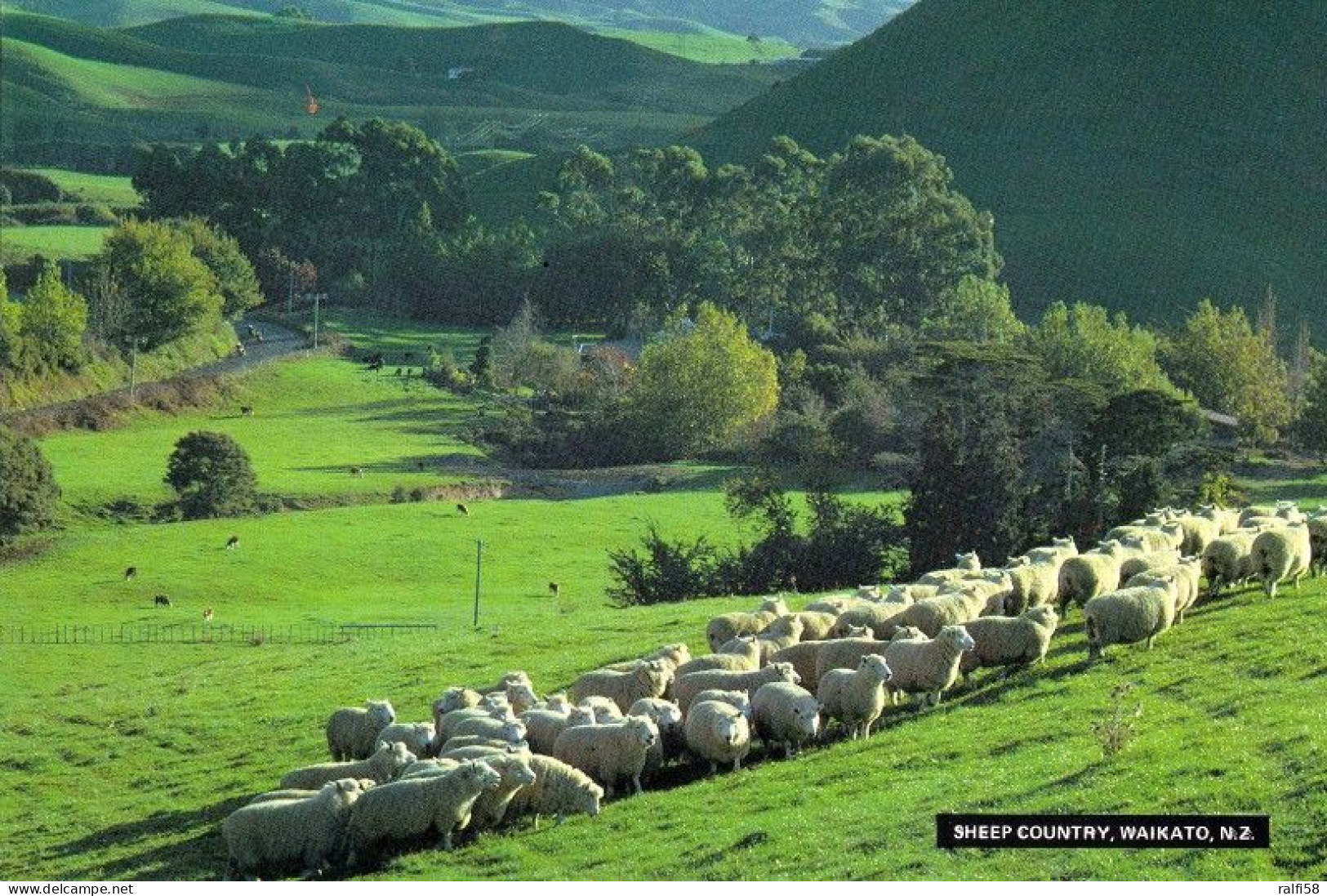 1 AK Neuseeland * Waikato Region Auf Der Nordinsel - Wird Auch Sheep Country Genannt * - Nuova Zelanda