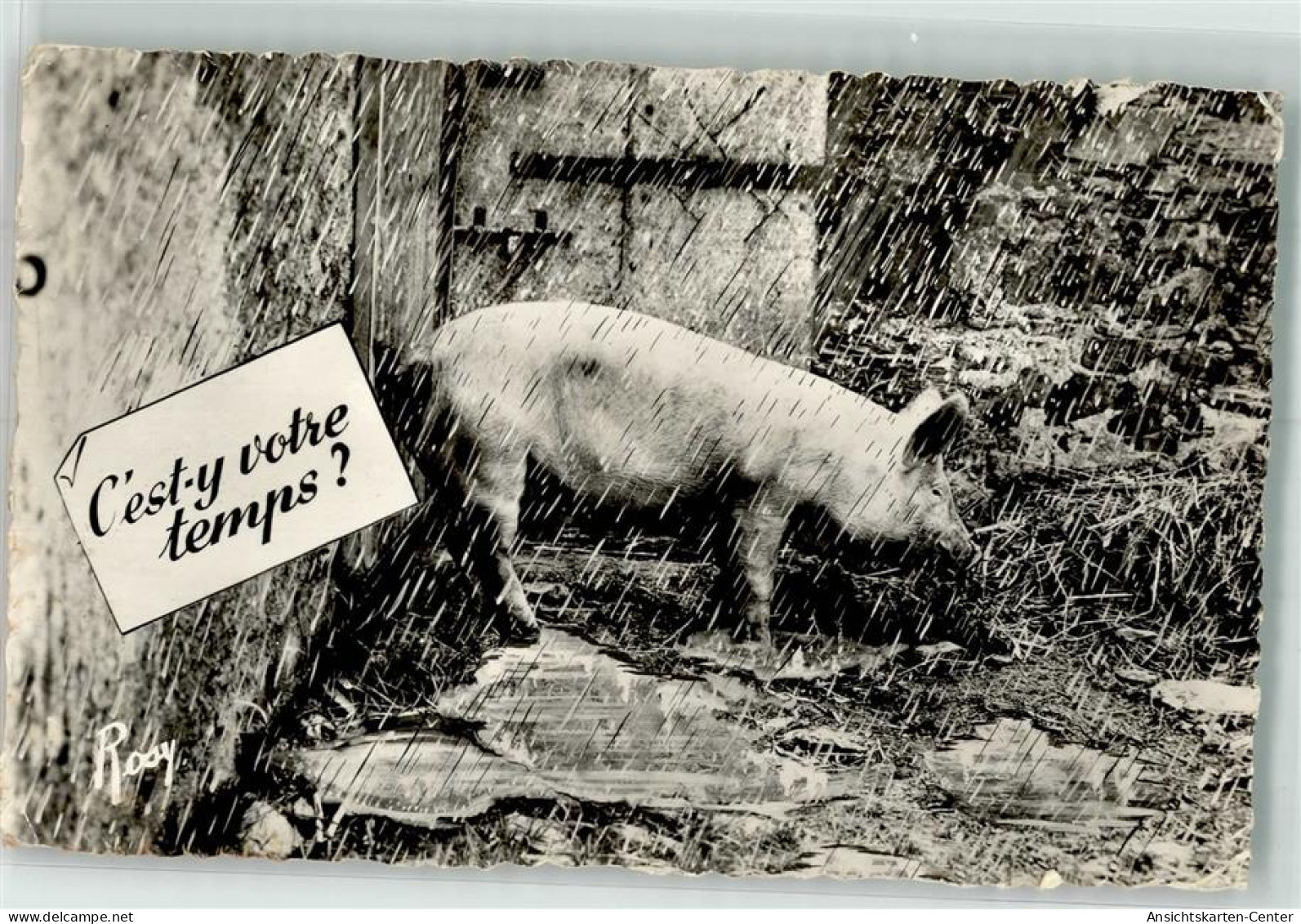 39683504 - Regen - Pigs