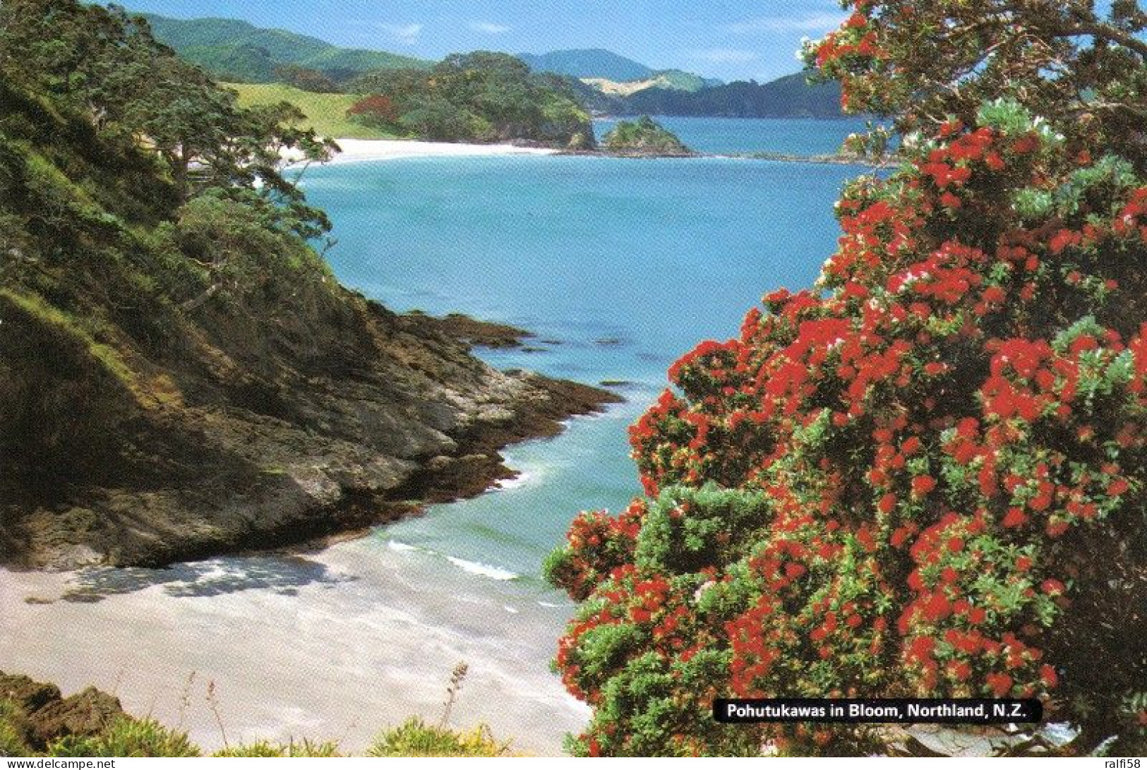 1 AK Neuseeland * Pōhutukawa In Bloom - Wird Auch New Zealand Christmas Tree Genannt * - Nouvelle-Zélande