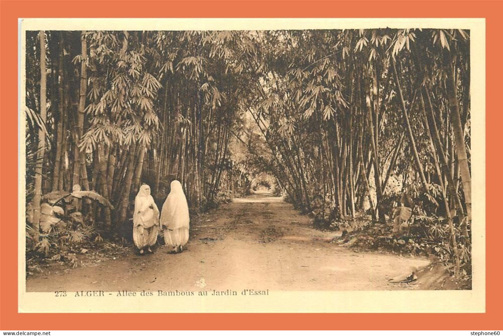 A721 / 351 Algérie ALGER Allée Des Bambous Au Jardin D'essai - Alger