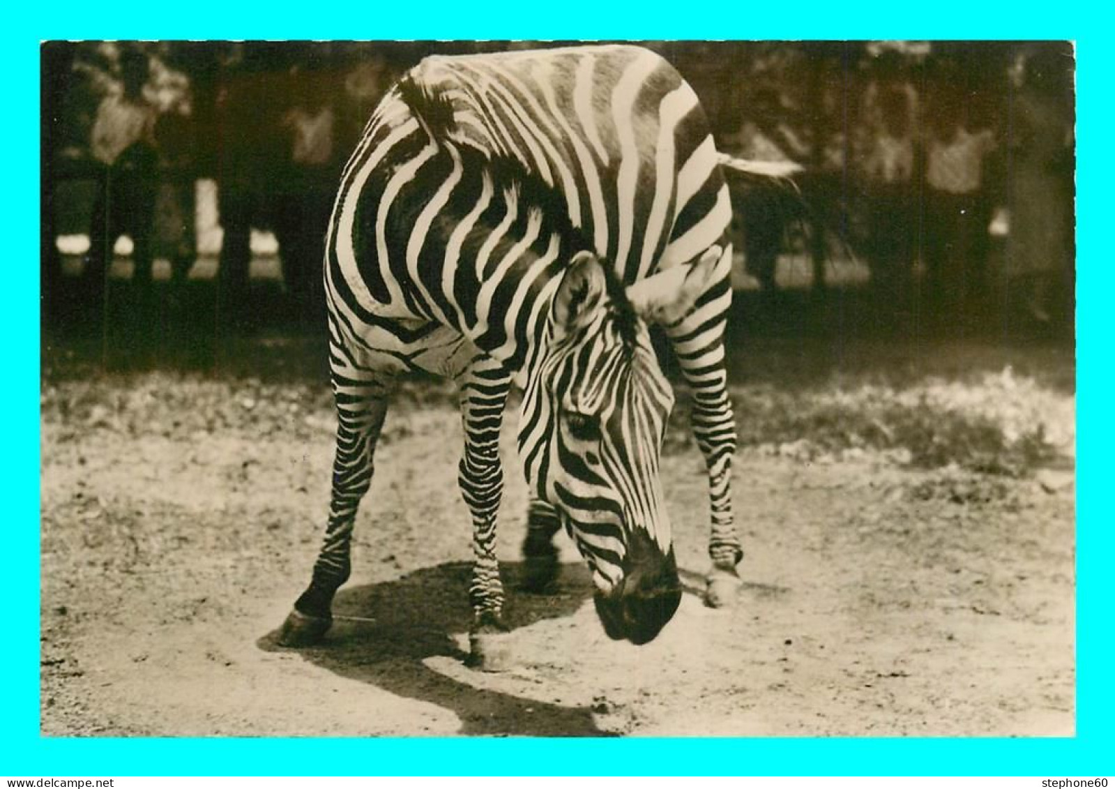 A745 / 291 Zebre N° 119 - Zebras