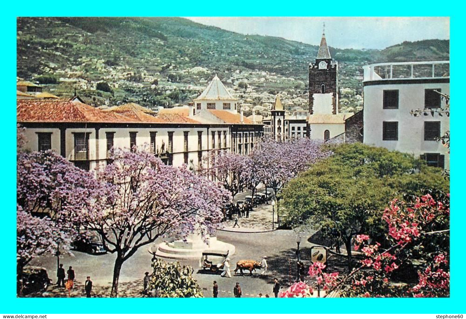 A759 / 359 MADEIRA Flowering Jacaranda Trees In The Centre - Madeira