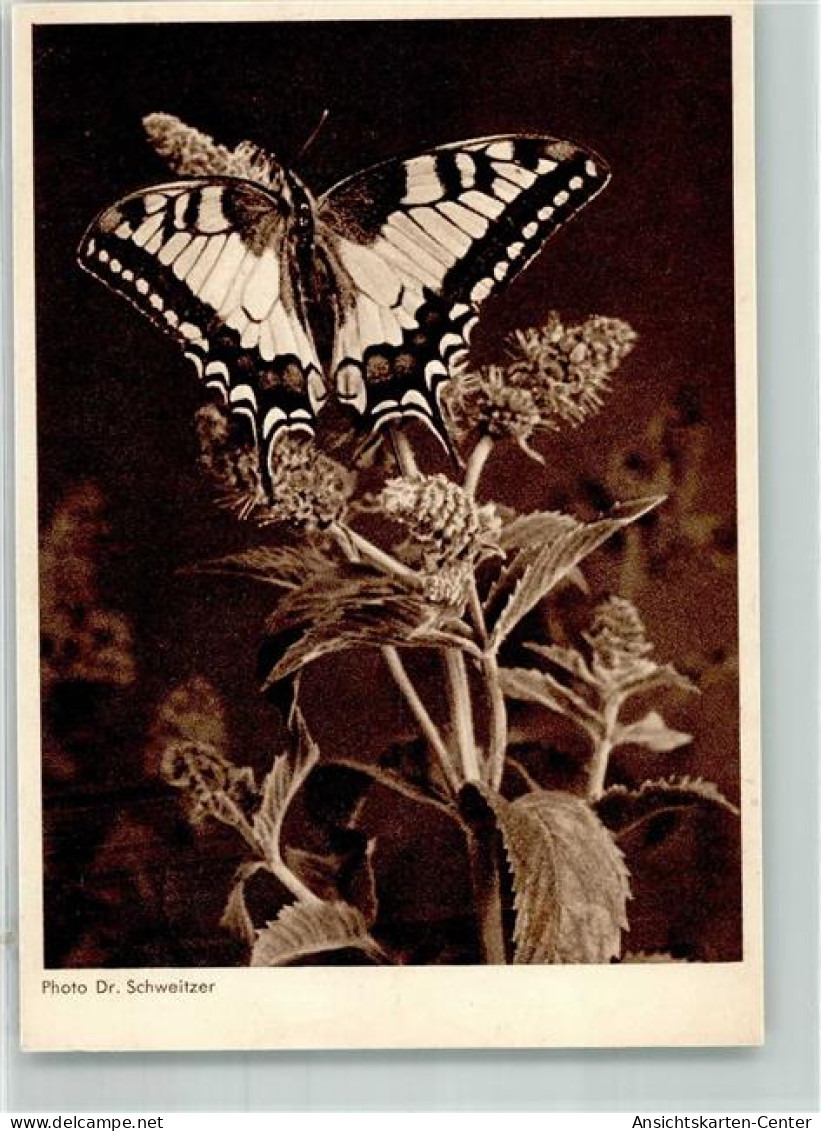 39865804 - Blumen Foto Schweitzer Verlag Horn Serie 137 - Mariposas