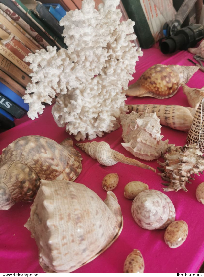 Collection - Seashells & Snail-shells