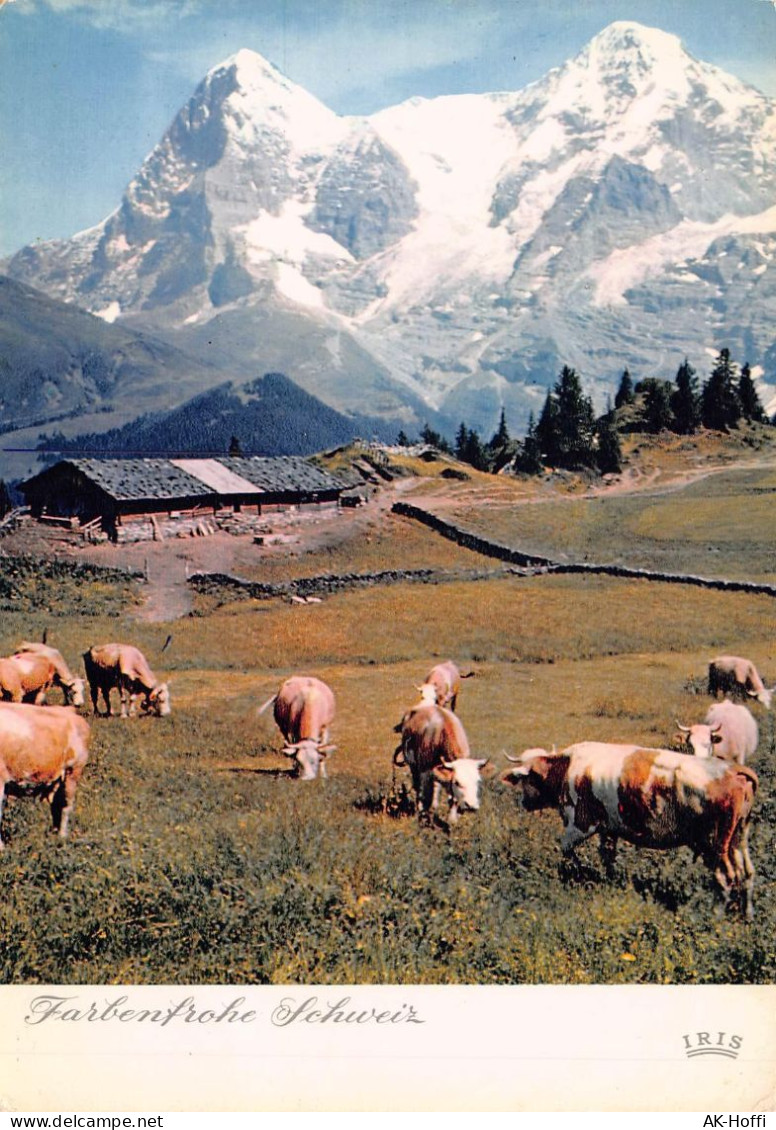 FARBENFROHE SCHWEIZ Alp Oberberg Bei Mürren 311 Mit Dem Eiger Und Mönch - Mürren