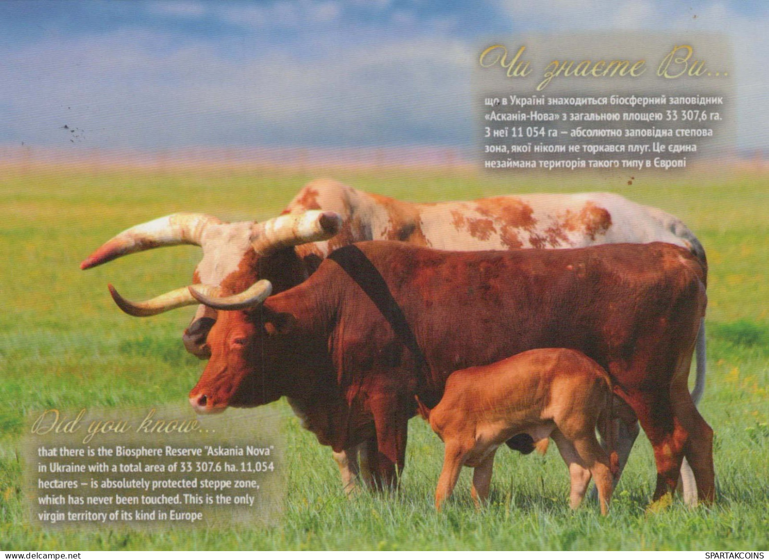 COW Animals Vintage Postcard CPSM #PBR824.A - Koeien