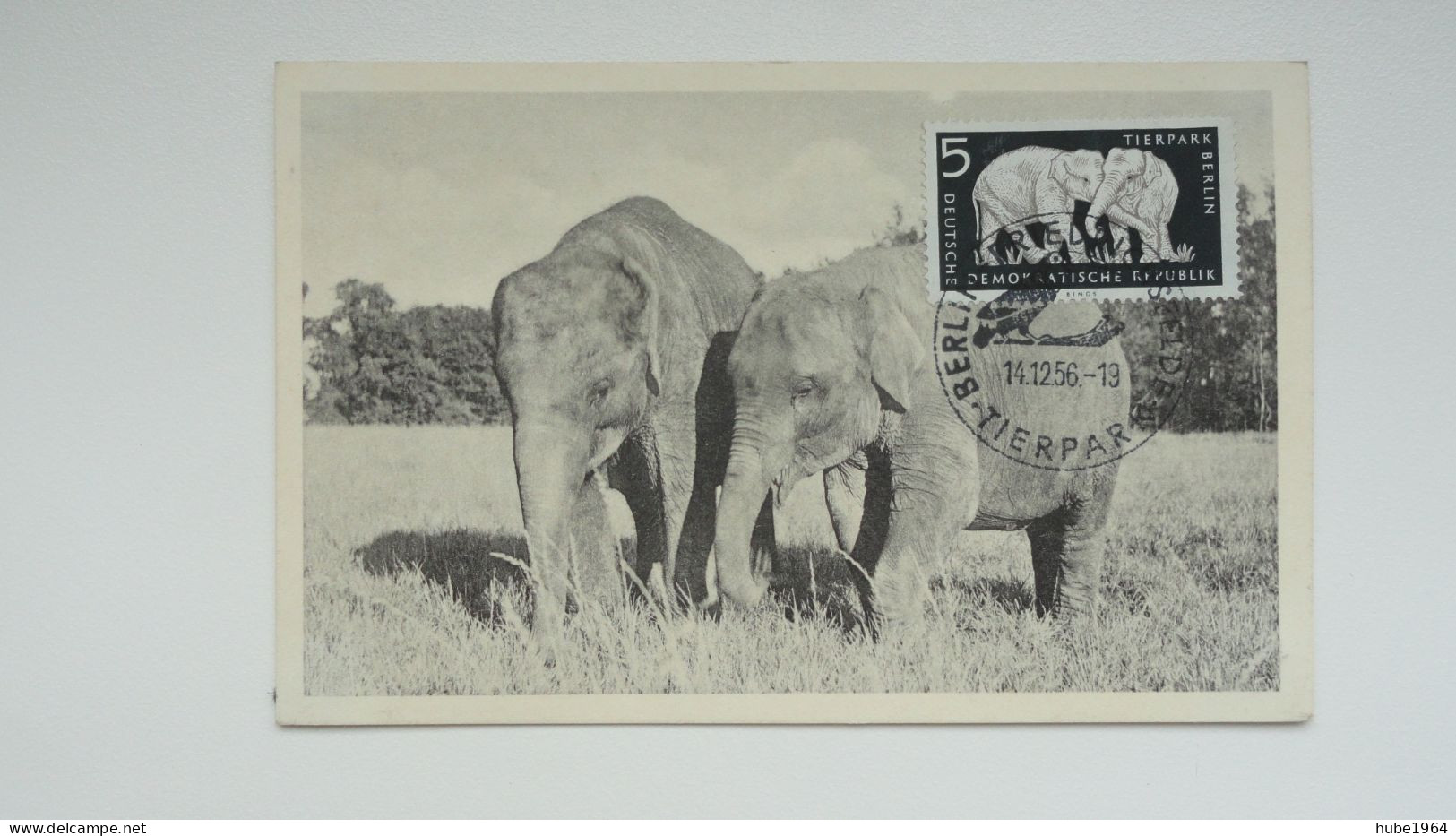 CARTE MAXIMUM CARD ELEFANT IM TIERPARK BERLIN   DDR - Cartoline Maximum