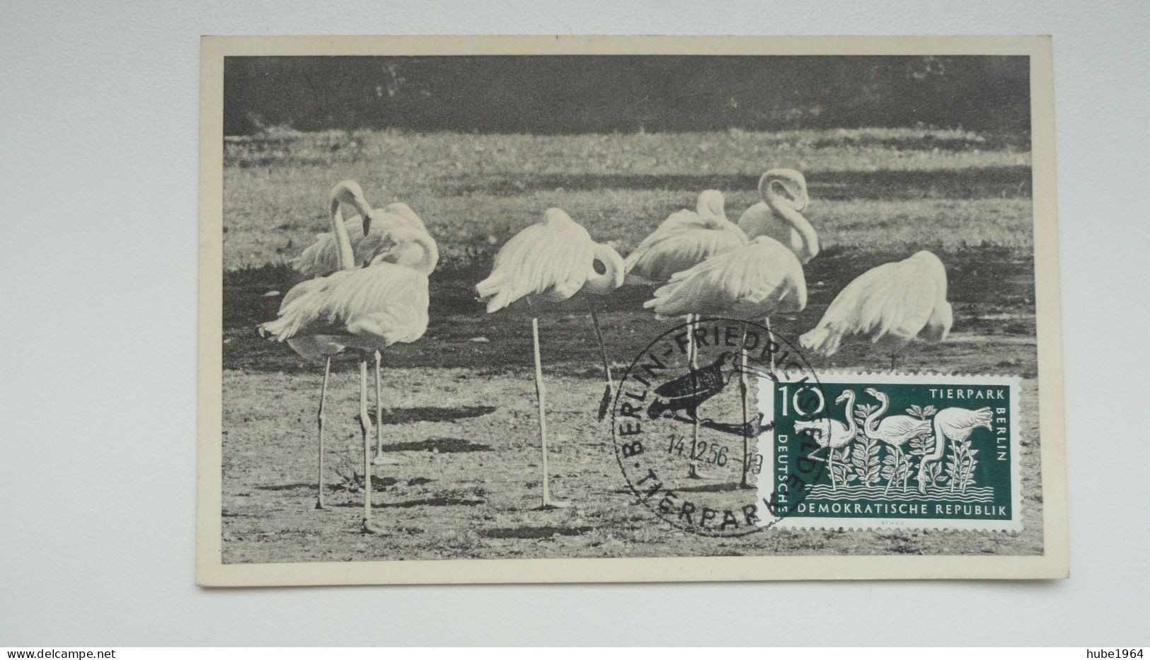 CARTE MAXIMUM CARD FLAMINGOS IM TIERPARK BERLIN   DDR - Maximumkarten (MC)