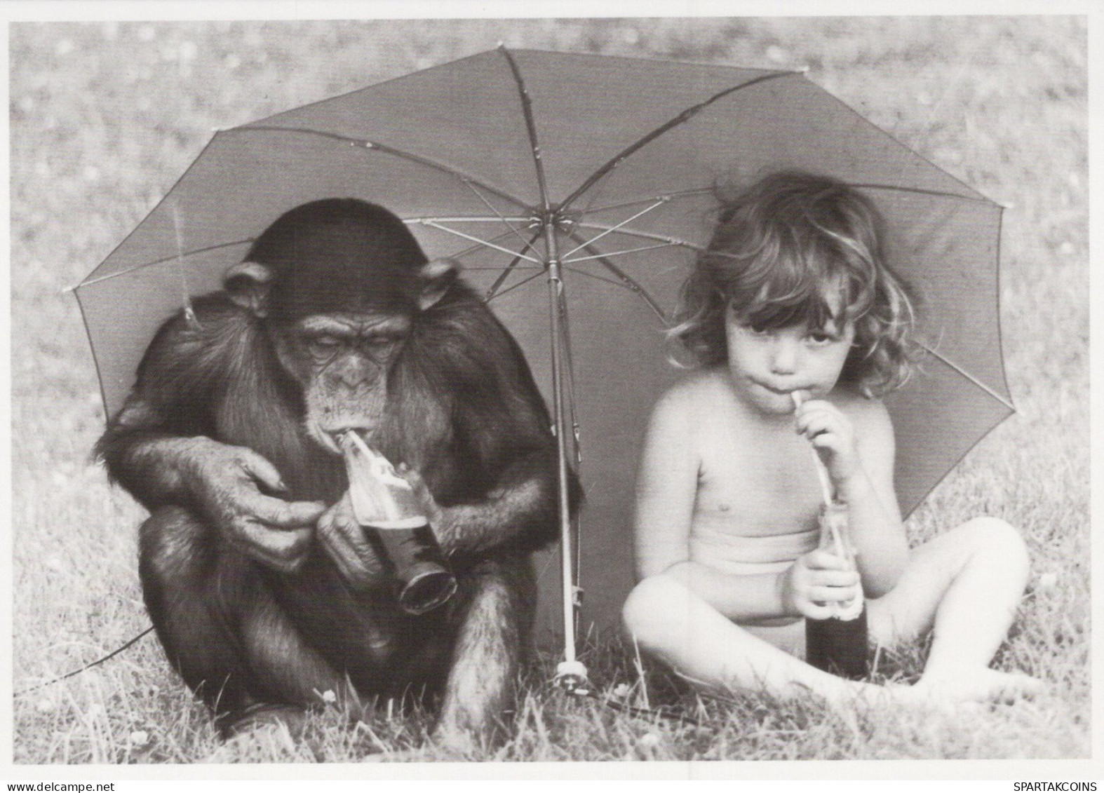 SINGE Animaux Vintage Carte Postale CPSM #PAN974.FR - Singes