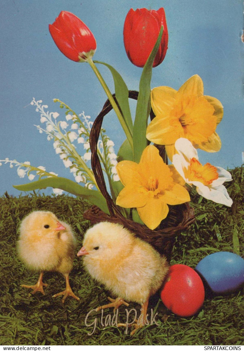 PASCUA POLLO HUEVO Vintage Tarjeta Postal CPSM #PBP194.ES - Easter