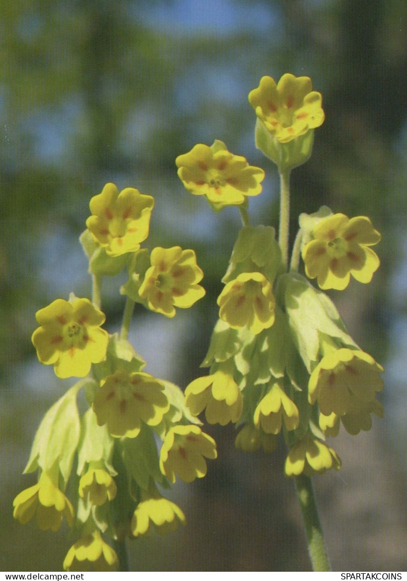 FLOWERS Vintage Ansichtskarte Postkarte CPSM #PAS420.DE - Fleurs