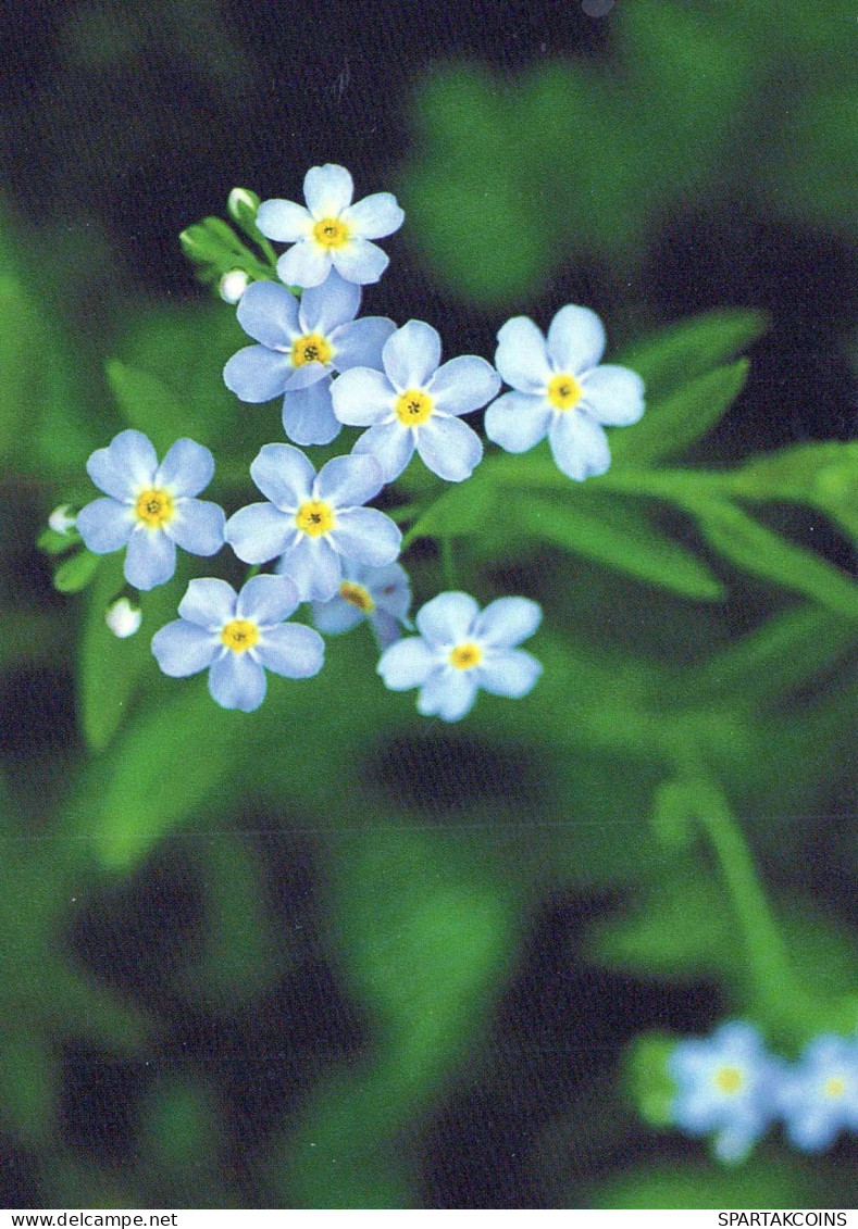 FLOWERS Vintage Ansichtskarte Postkarte CPSM #PAR278.DE - Fleurs