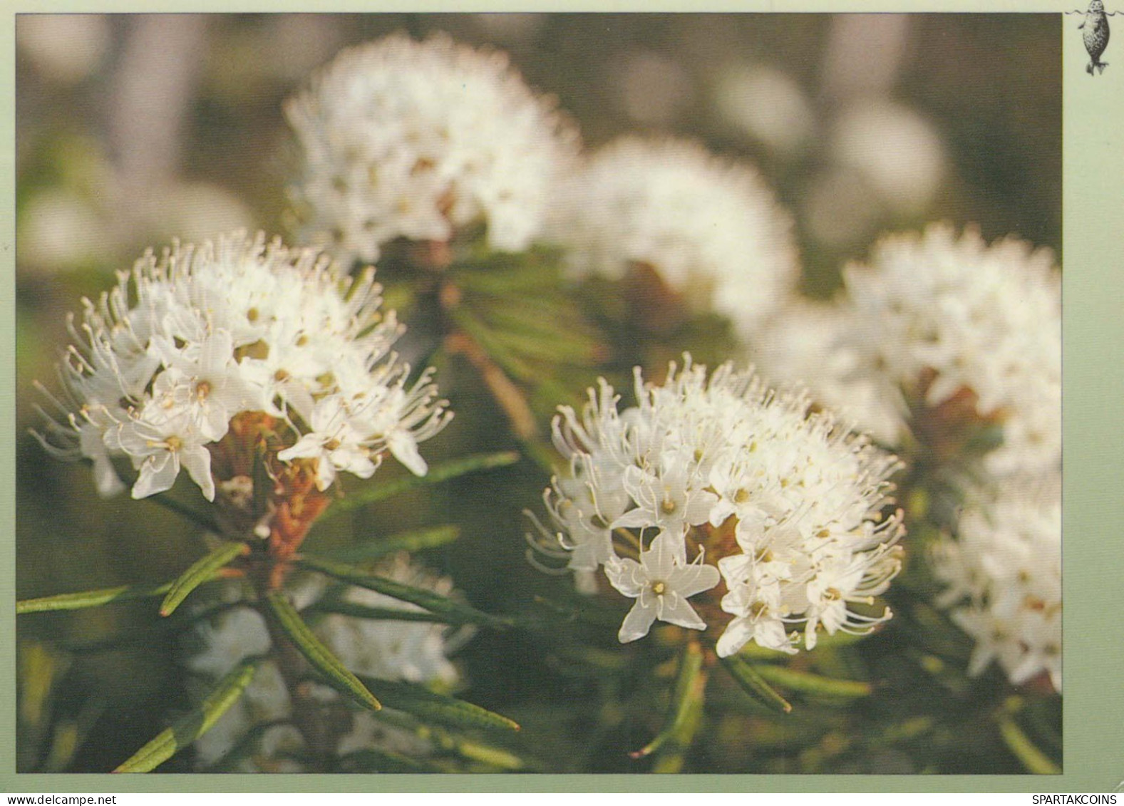 FLOWERS Vintage Ansichtskarte Postkarte CPSM #PAR519.DE - Fleurs