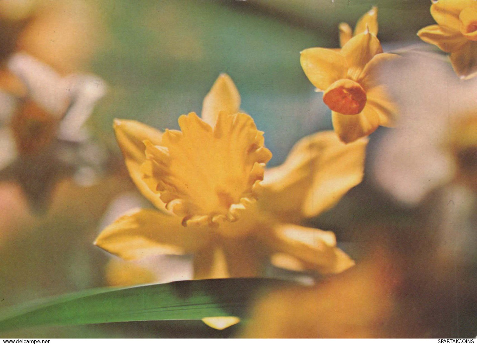 FLOWERS Vintage Ansichtskarte Postkarte CPSM #PAR037.DE - Fleurs