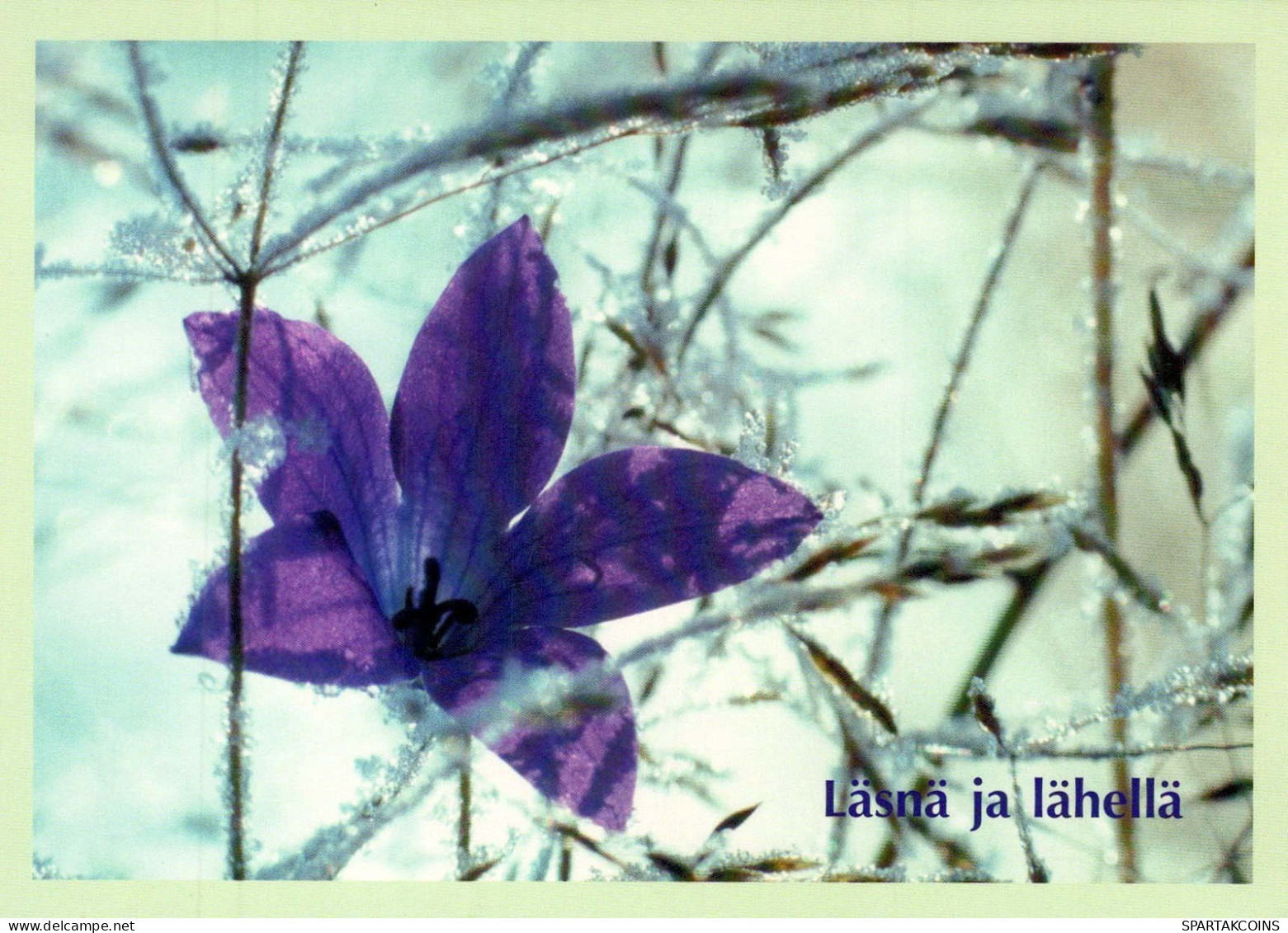 FLEURS Vintage Carte Postale CPSM #PBZ706.FR - Fleurs