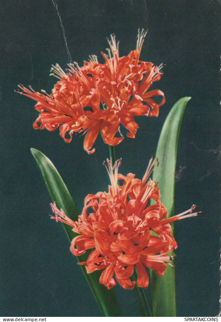 FLEURS Vintage Carte Postale CPSM #PBZ406.FR - Fleurs