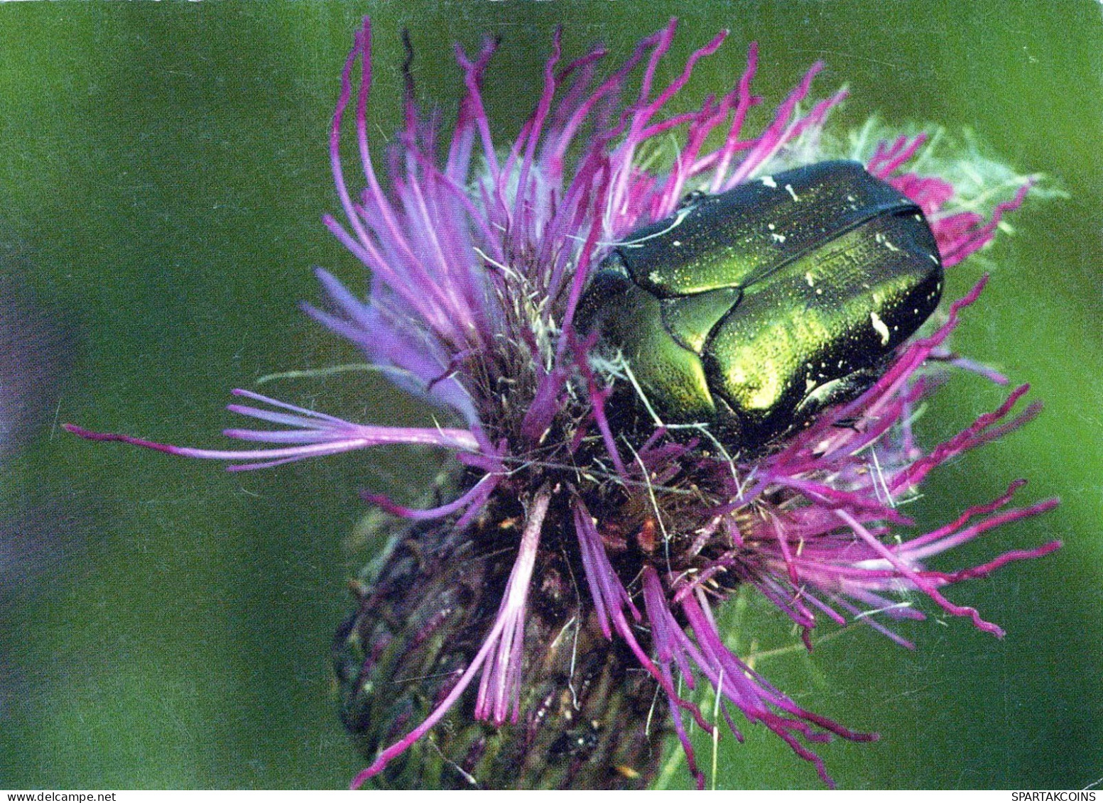 INSEKTEN Tier Vintage Ansichtskarte Postkarte CPSM #PBS495.DE - Insectes
