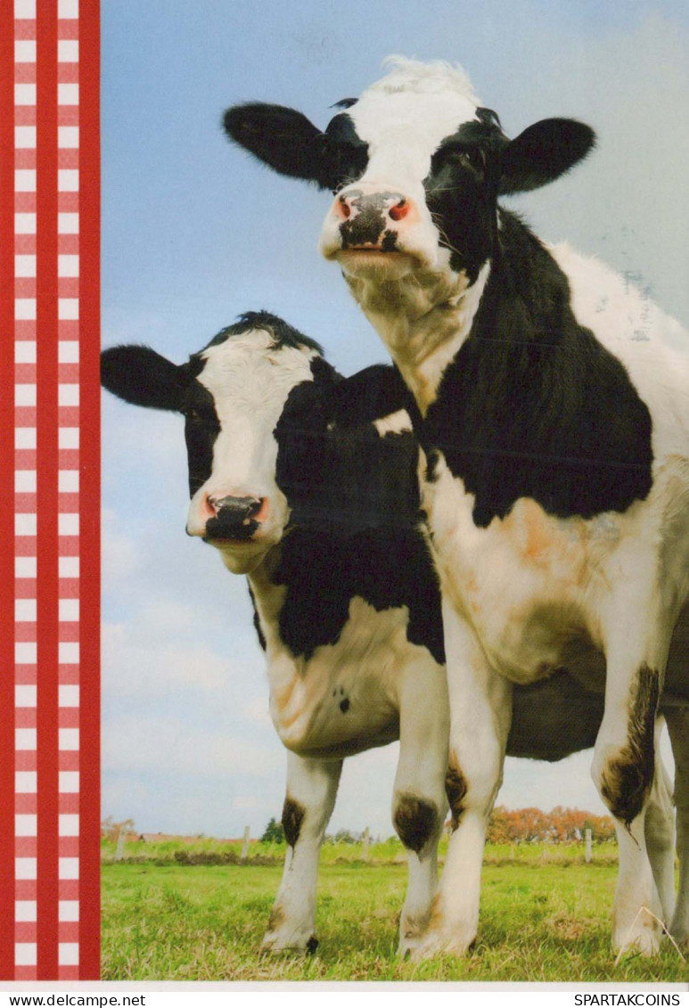 KUH Tier Vintage Ansichtskarte Postkarte CPSM #PBR833.DE - Cows