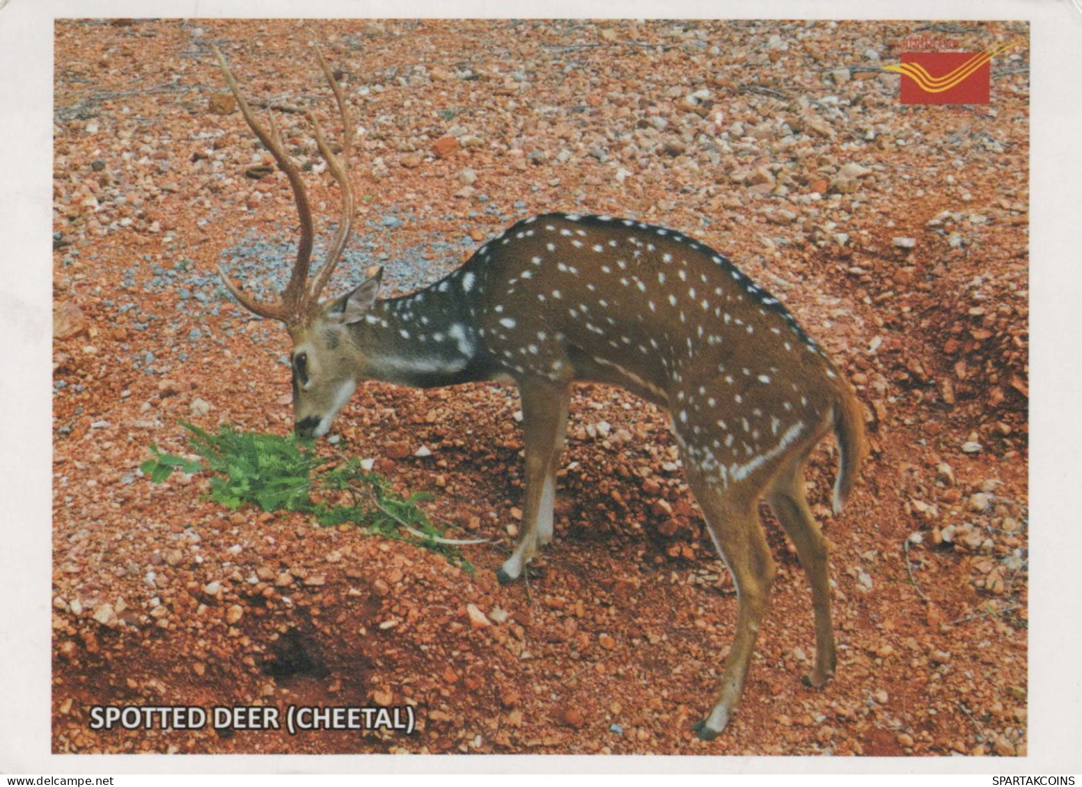 CERVO Animale Vintage Cartolina CPSM #PBS558.IT - Autres & Non Classés