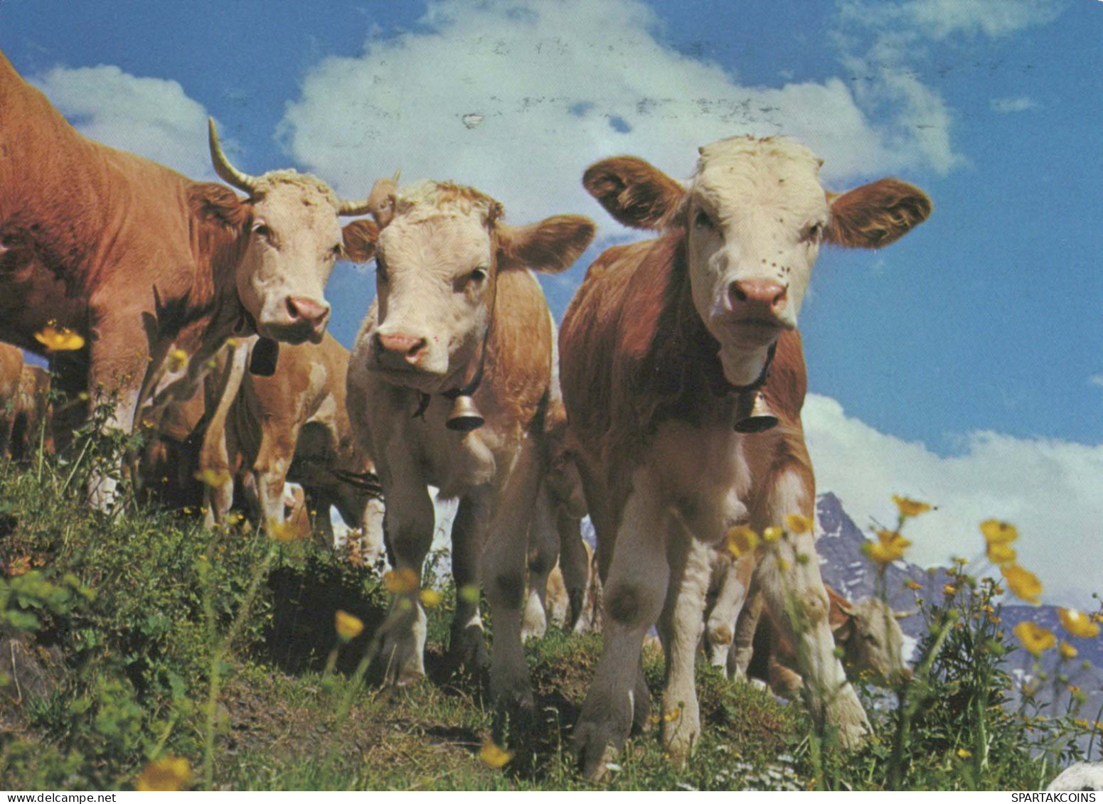 MUCCA Animale Vintage Cartolina CPSM #PBR834.IT - Vaches