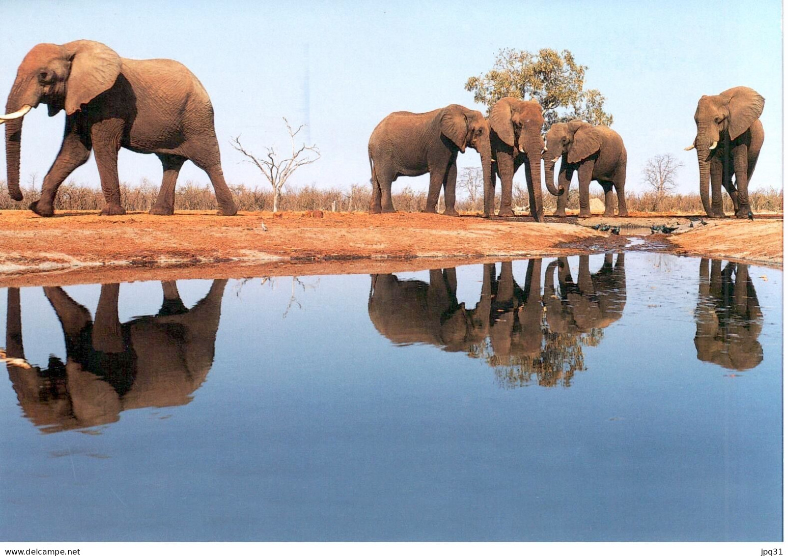 2 Cartes Doubles Pain Et Eau Pour L'Afrique - éléphants, Souimanga à Ventre Blanc - Autres & Non Classés