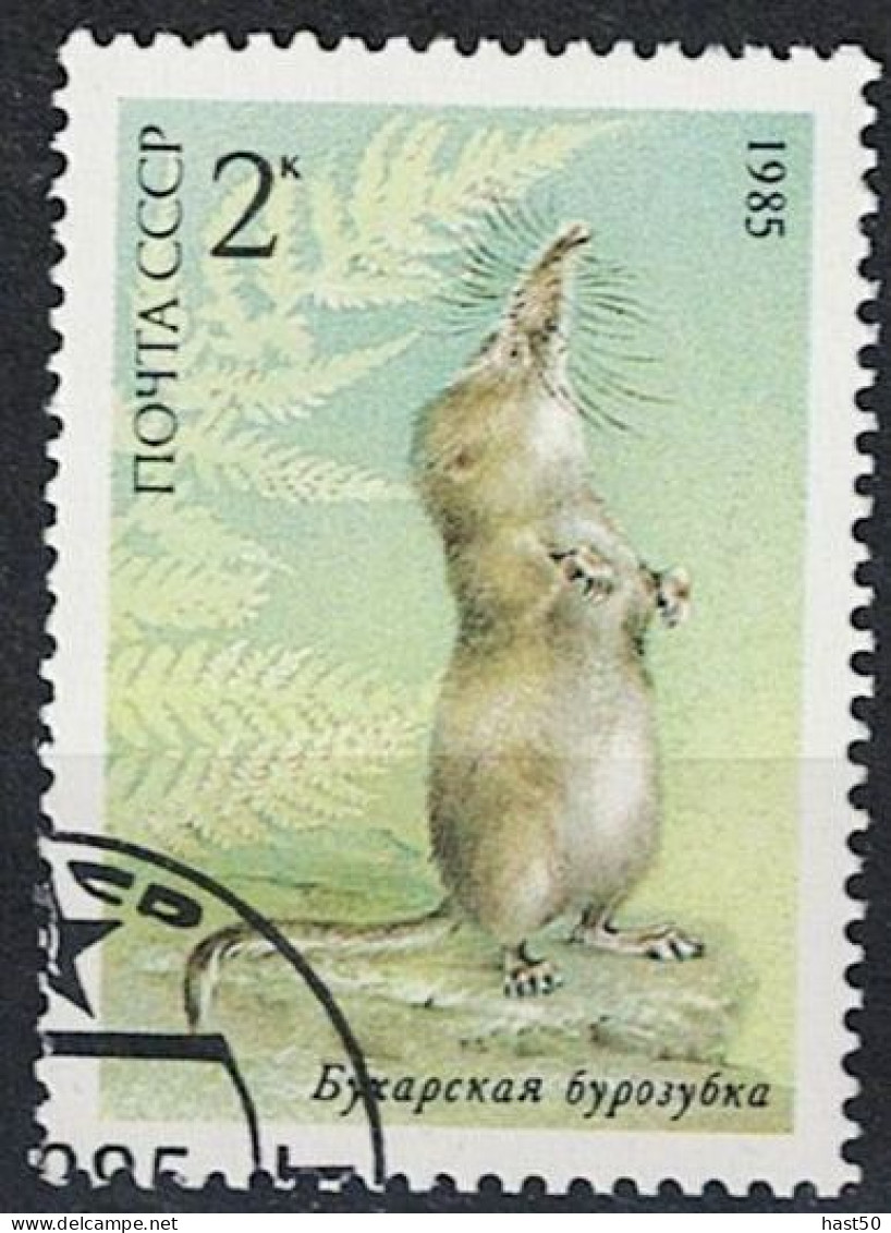 Sowjetunion UdSSR - Buchara-Spitzmaus (Sorex Bucharensis) (MiNr. 5537) 1985 - Gest Used Obl - Used Stamps