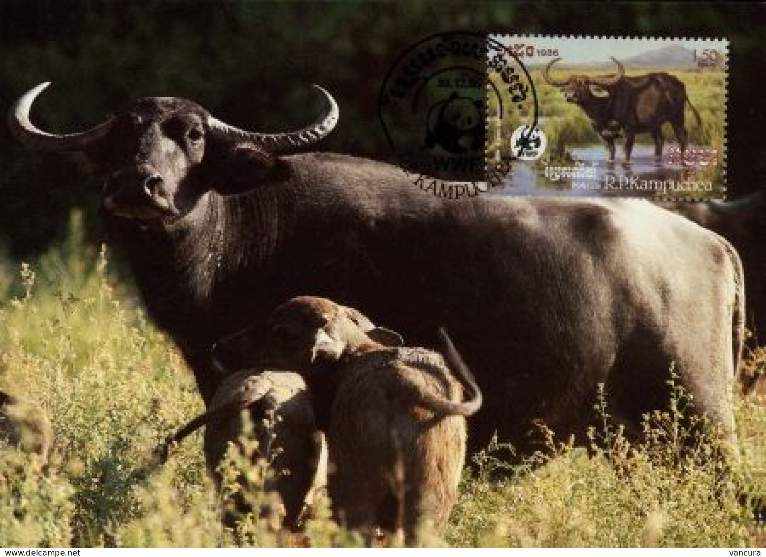 CM Campuchea/WWF 1986 Gaur Banteng Water Buffalo Kouprey - Cows