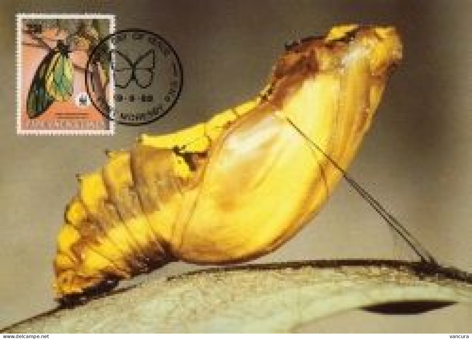 CM Papua New Guinea/WWF Protected Butterfly 1988 Queen Alexandra's Birdwing - Mariposas
