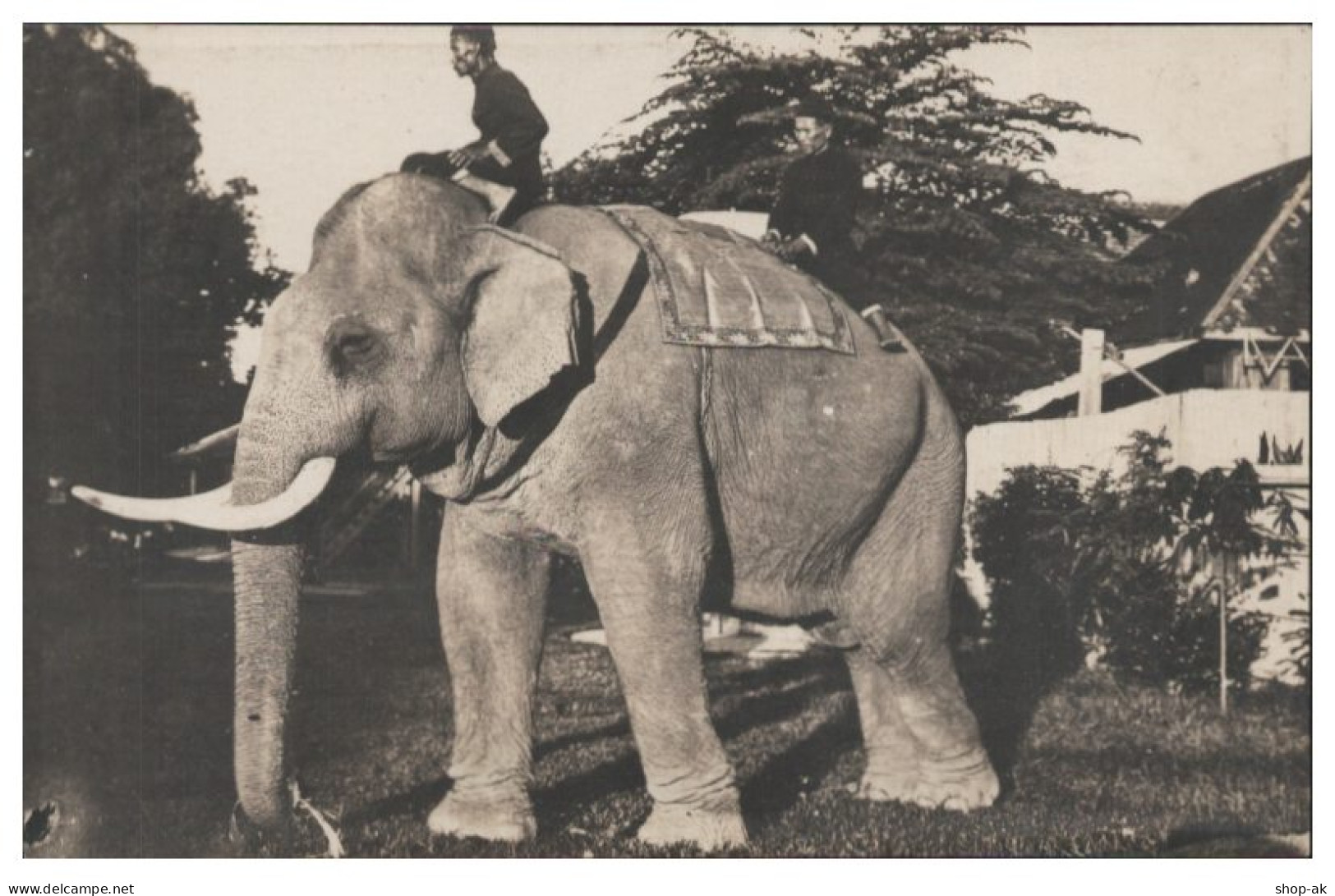 S4249/ Malaysia Elephant Elefant Foto AK Ca.1925 - Autres & Non Classés