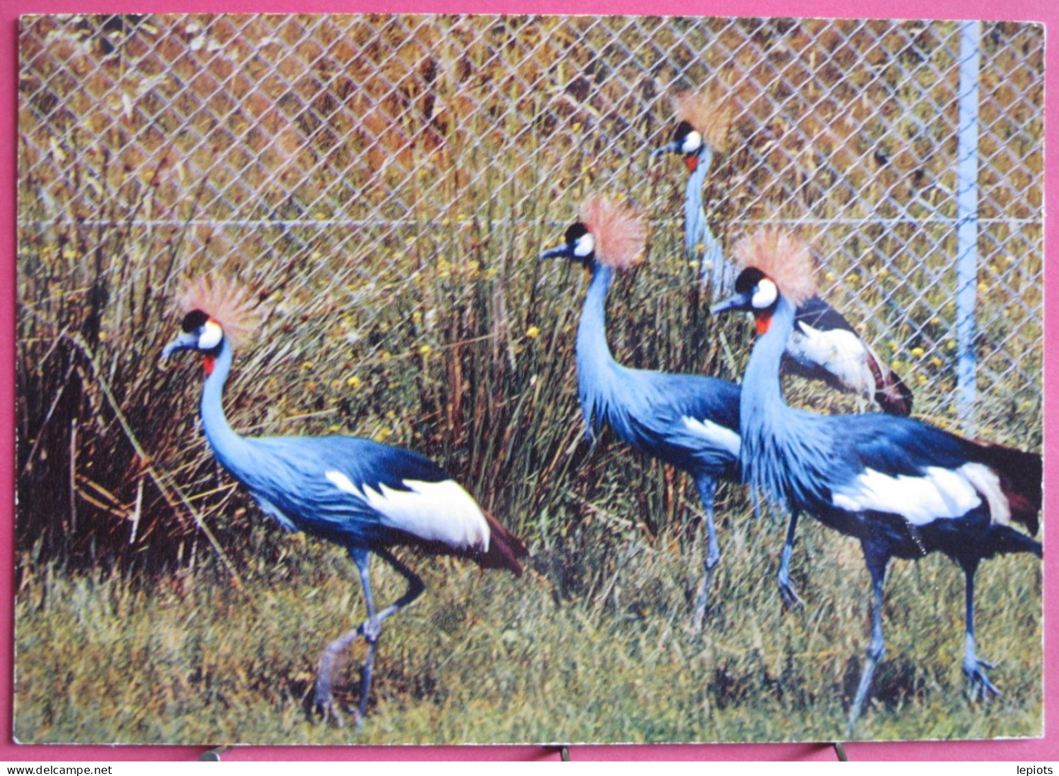 Visuel Très Peu Courant - 01 - Villars Les Dombes - Parc Ornithologique - Grues Couronnées - Villars-les-Dombes