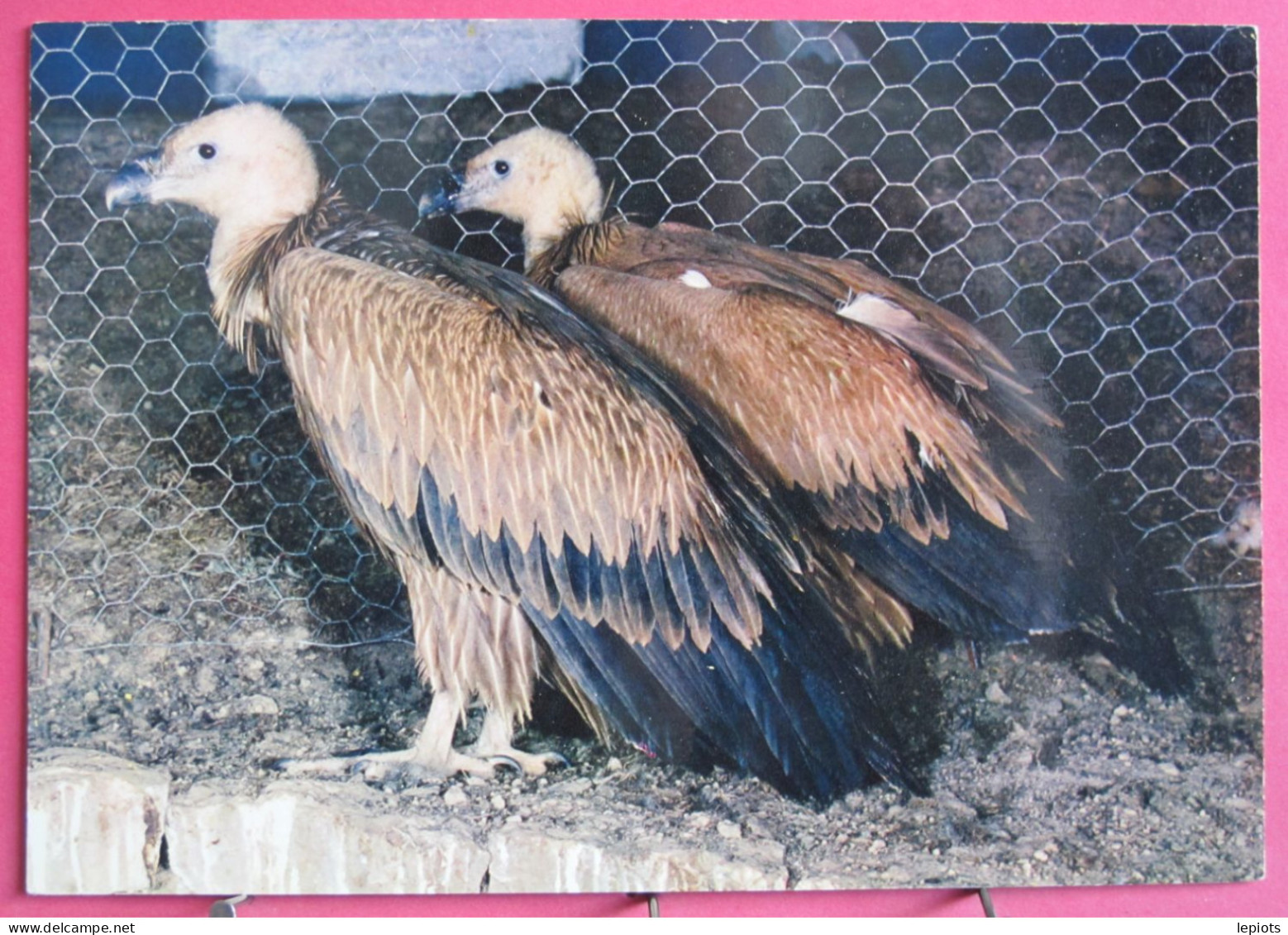 01 - Villars Les Dombes - Parc Ornithologique - Vautours Fauves De L'Inde - Villars-les-Dombes