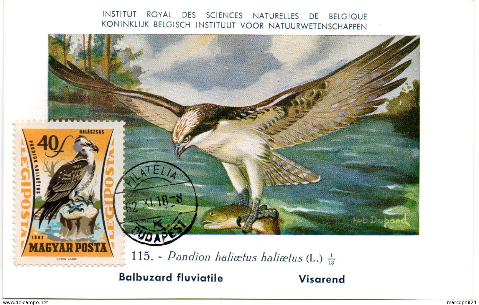 OISEAU / BALBUZARD = HONGRIE 1964  N° 251  = CARTE MAXIMUM INSTITUT ROYAL De BELGIQUE - Aigles & Rapaces Diurnes