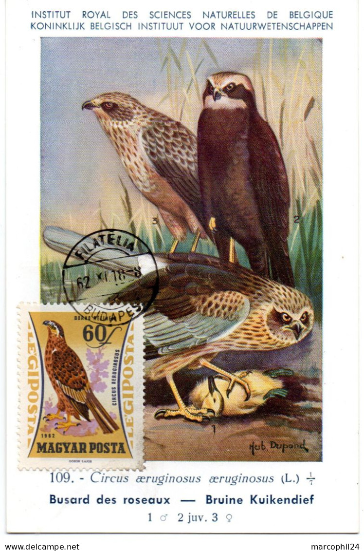 OISEAU / Busard Des Roseaux = HONGRIE 1964  N° 252  = CARTE MAXIMUM INSTITUT ROYAL De BELGIQUE - Eagles & Birds Of Prey