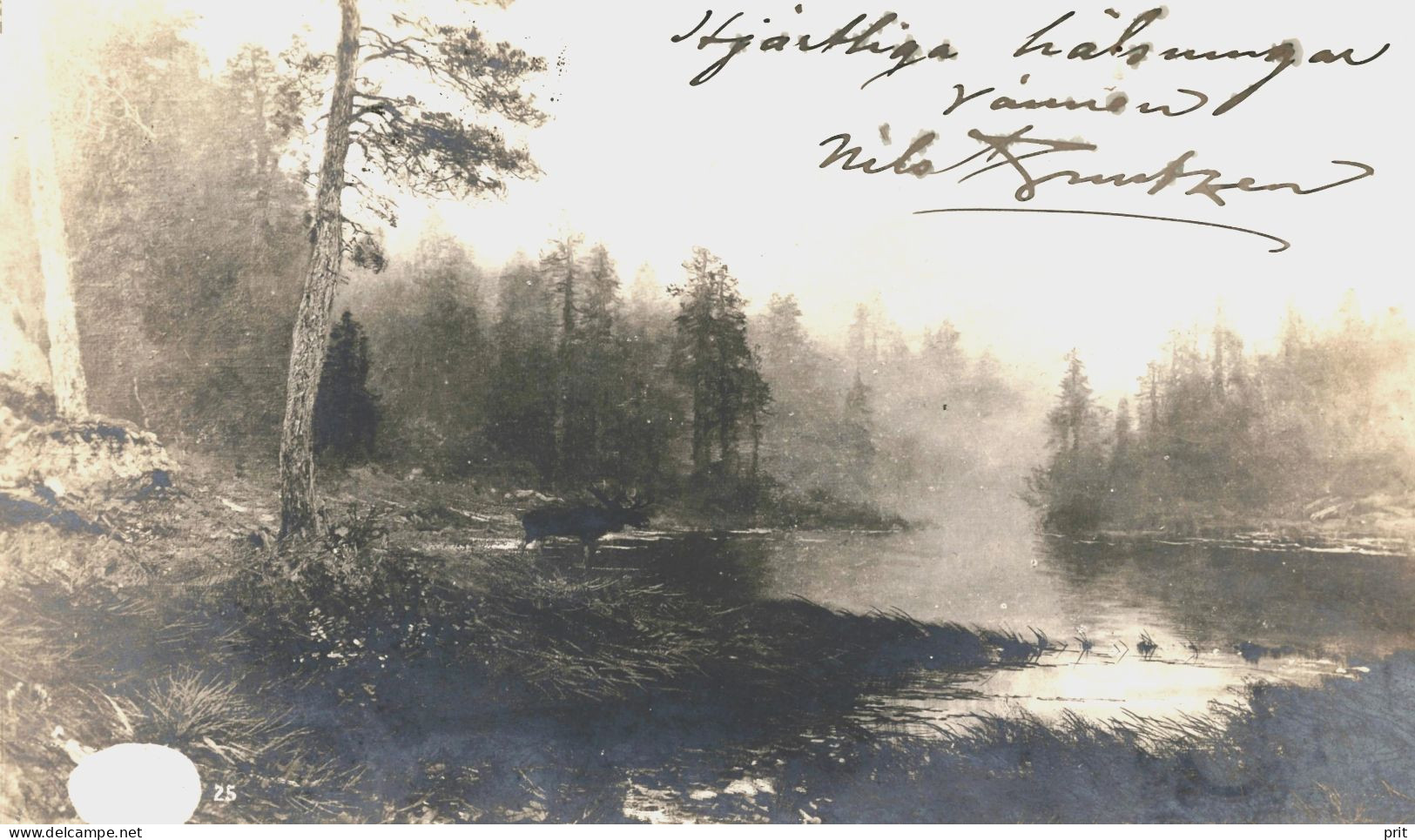 Forest, River, Moose, Finland 1905 Used Real Photo Postcard From Tampere To Worcester, Massachusetts, USA - Finland