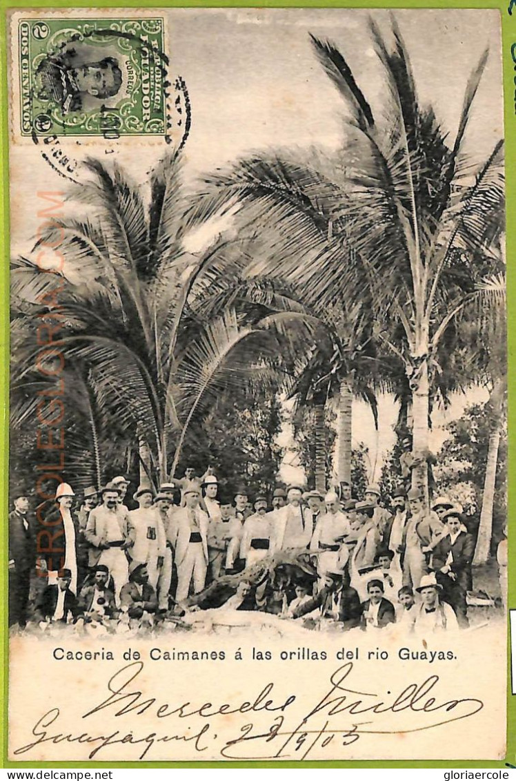 Aa5639 - ECUADOR - Vintage Postcard - Caceria De Caimanes - 1903 - Ecuador