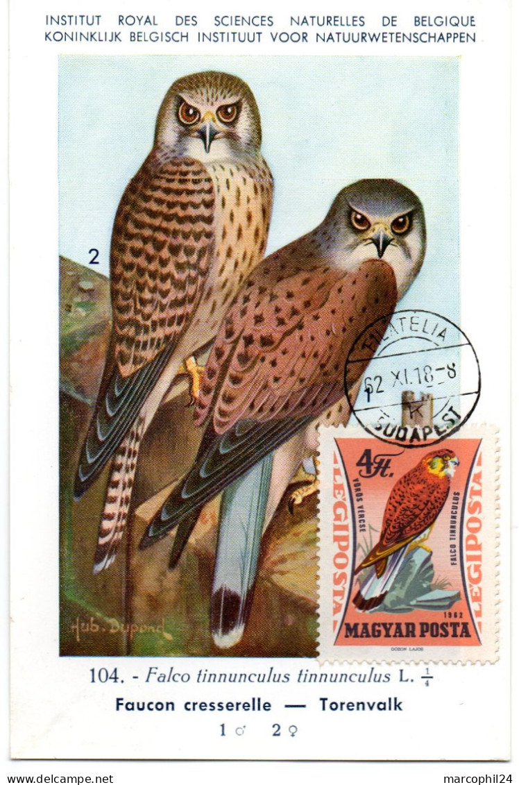 OISEAU / Faucon Crécerelle = HONGRIE 1964  N° 257 = CARTE MAXIMUM INSTITUT ROYAL De BELGIQUE - Adler & Greifvögel