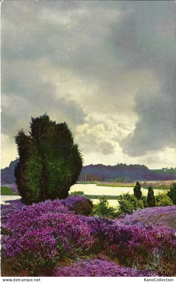 Heidelandschaft, Photochromie, Nicht Gelaufen - Lüneburger Heide