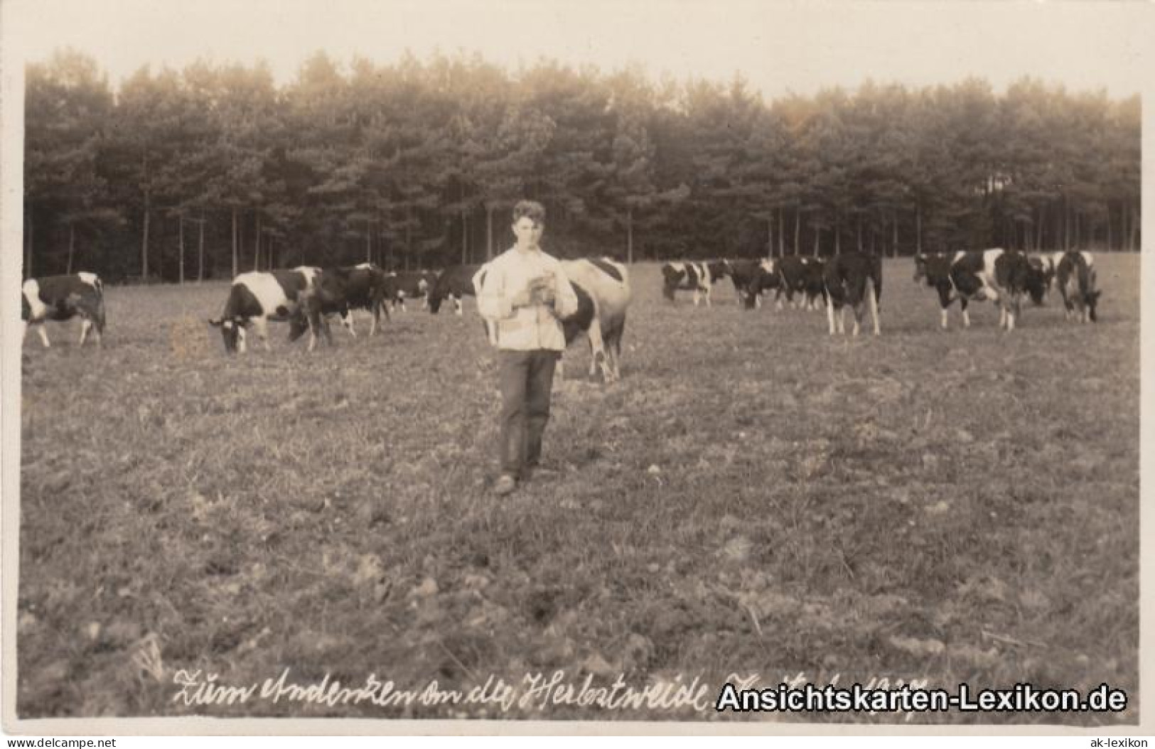 Ansichtskarte  Herbstweide (Koitsch) 1927  - A Identificar