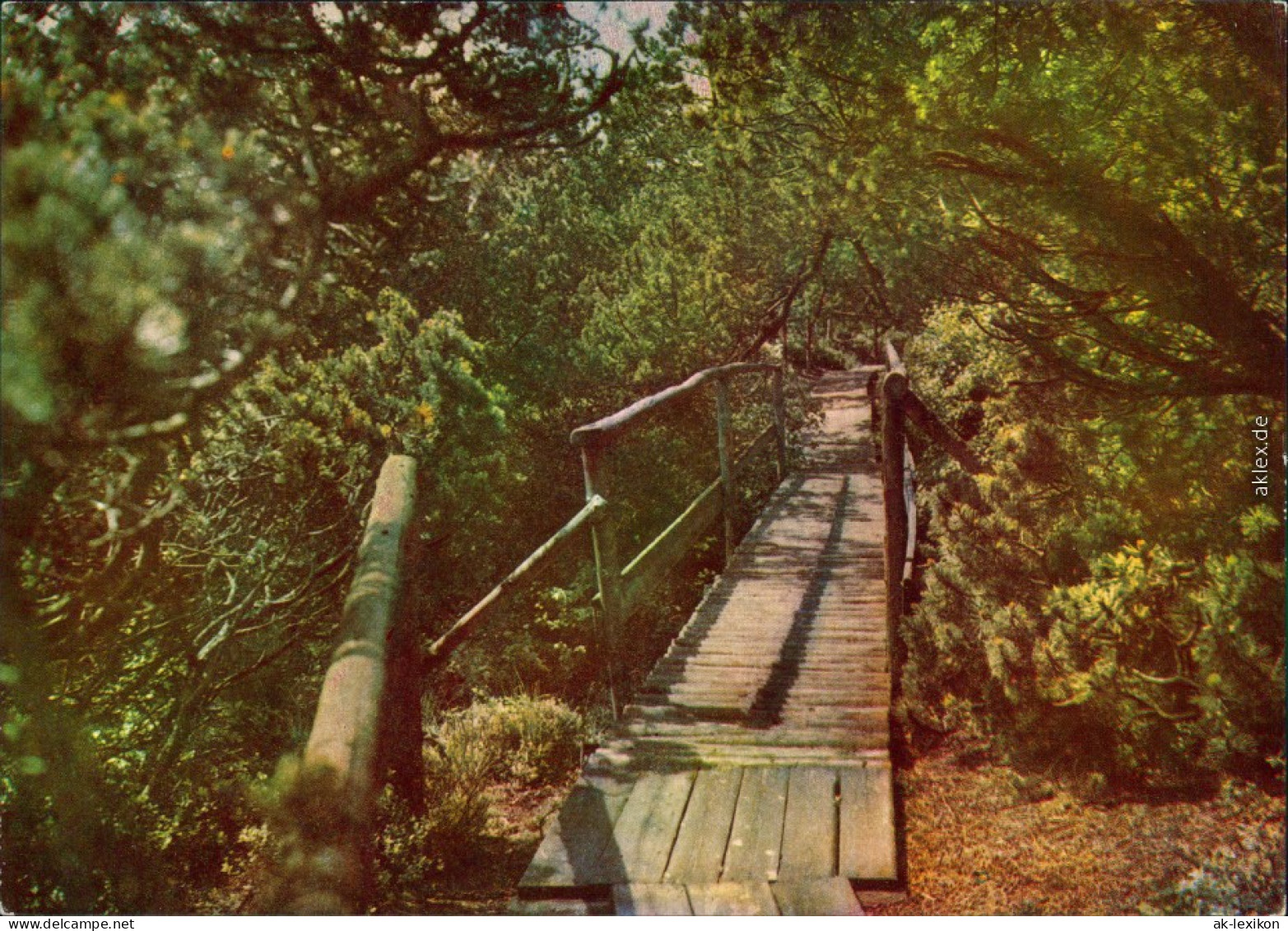 Zinnwald-Georgenfeld-Altenberg (Erzgebirge) Georgenfelder Hochmoor 1964 - Altenberg