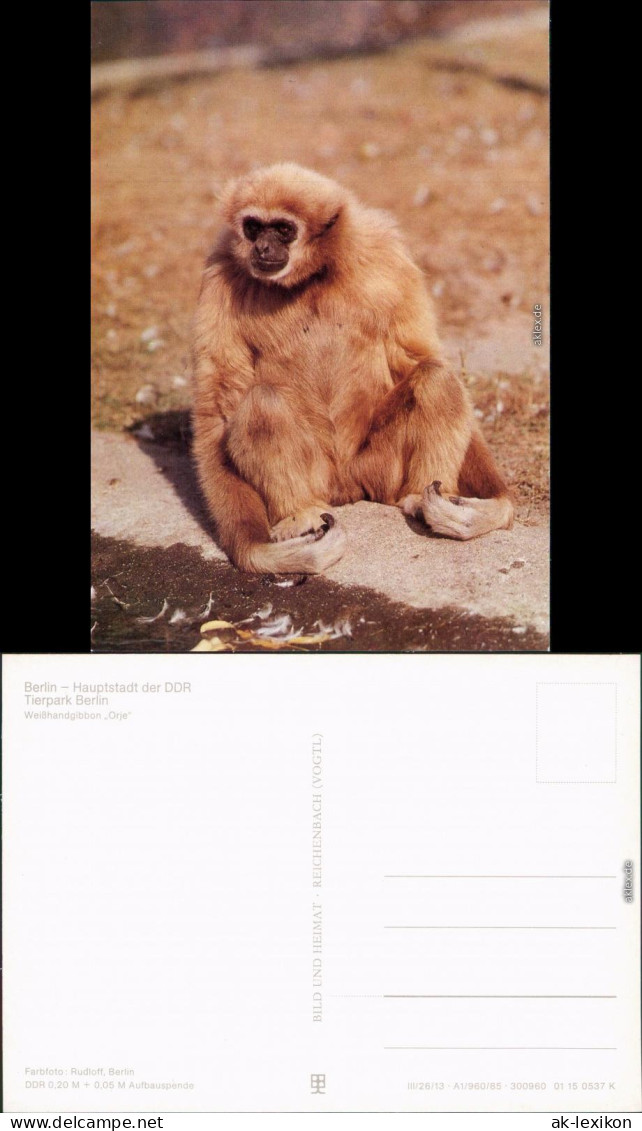 Ansichtskarte Mitte Berlin Tierpark: Weißhandgibbon "Orje" 1985 - Mitte