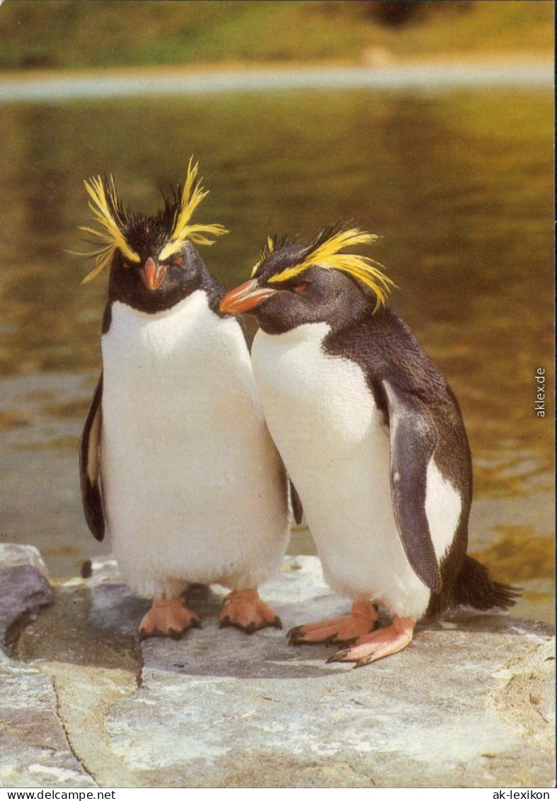 Mitte Berlin Tierpark: Felsenpinguine Ansichtskarte  DDR Bild Heimat 1984 - Mitte