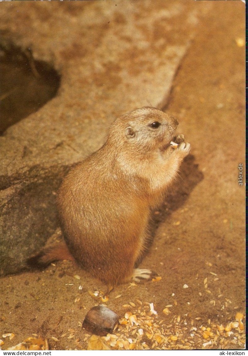 Mitte Berlin Tierpark: Präriehund Ansichtskarte  DDR Bild Heimat 1984 - Mitte