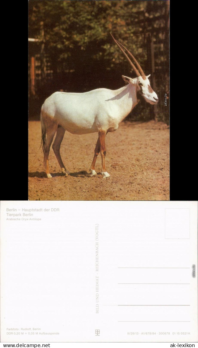 Mitte Berlin Tierpark: Arabische Oryx-Antilope Ansichtskarte  DDR    1984 - Mitte